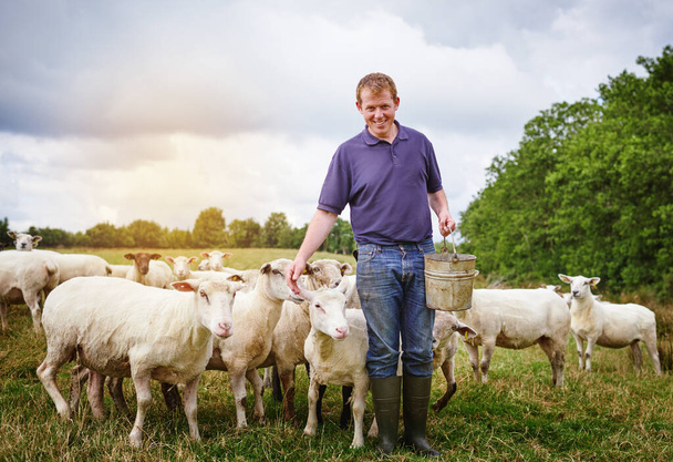 The pied piper of sheep. a male farmer feeding a herd of sheep on a farm - Valokuva, kuva