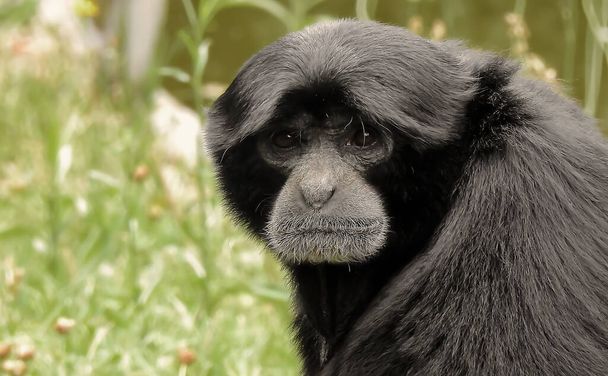 A black monkey with a sad face in a zoo - Foto, Imagen