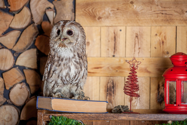 Tawny or Brown Owl, Strix aluco, - Foto, Bild