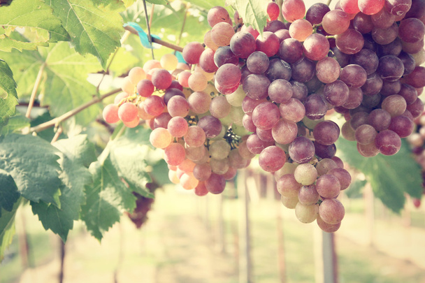 druiven in wijngaard - Foto, afbeelding