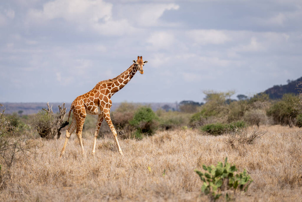 Reticulated giraffe walks past bushes in savannah - Photo, Image
