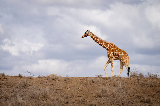 Reticulated giraffe walks on horizon in savannah - Photo, Image