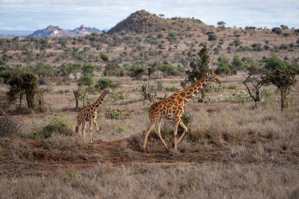 Reticulated giraffe walks across savannah with calf - Photo, Image