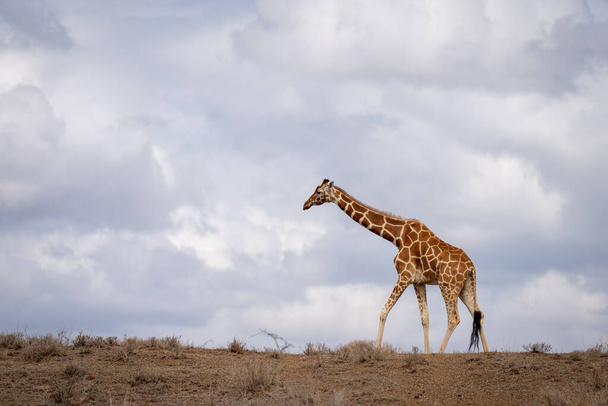 Reticulated giraffe walks along horizon on savannah - Foto, afbeelding