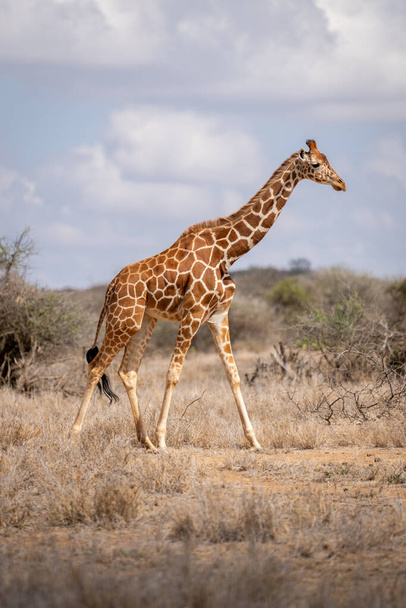 Reticulated giraffe walking past bushes on savannah - Fotoğraf, Görsel