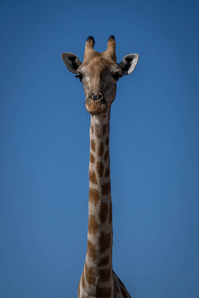 Close-up of female southern giraffe eyeing camera - Foto, immagini