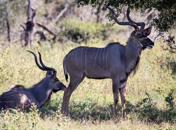 Pair of two specimens of common eland antelope species, common eland or Cape elk is an artiodactyl mammal that inhabits the wildlife of the African savannah and lives freely in Africa. - Foto, afbeelding