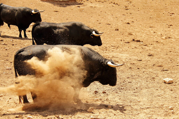 Bulls farm, ranch cattle animals, bull farmland - Foto, imagen