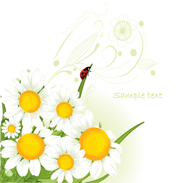 chamomile design - Vetor, Imagem