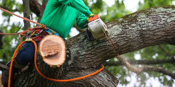 Ένας κηπουρός κόβει ένα δέντρο που κάθεται σε ένα μεγάλο κλαδί χρησιμοποιώντας ένα αλυσοπρίονο για να κόψει άλλα κλαδιά του δέντρου. - Φωτογραφία, εικόνα