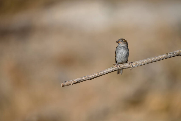 Petronia petronia - The howler sparrow is a species of passerine bird in the Passeridae family - Photo, Image
