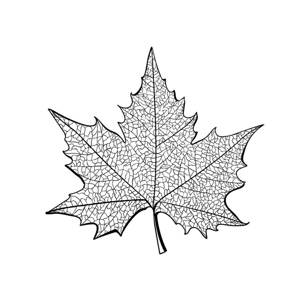 Line drawn tree leaf. Platanus drawing foliage, sketched sycamore leaves, lace maple leaf vector illustration isolated on white background - Vektör, Görsel