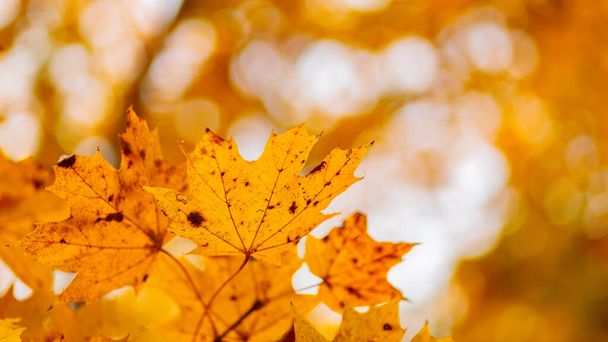 Maple leaves in autumn season. Orange maple leaves on a blurred background - Fotoğraf, Görsel