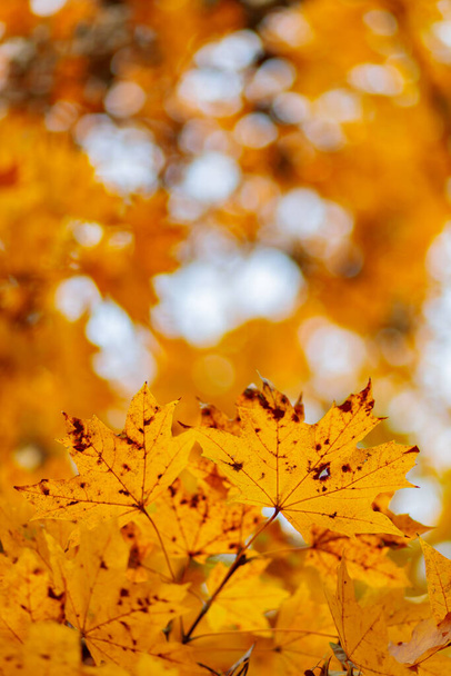 Maple leaves in autumn season. Orange maple leaves on a blurred background - Fotó, kép