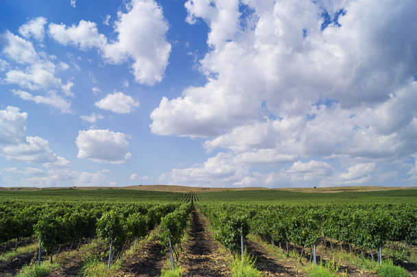 Landschaft mit wunderschönen bulgarischen Weinbergen mit blauem Himmel dahinter - Foto, Bild