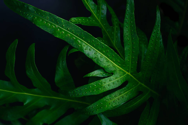 Monarch fern green leaves on natural dark background. Low key nature photography style. - Photo, image