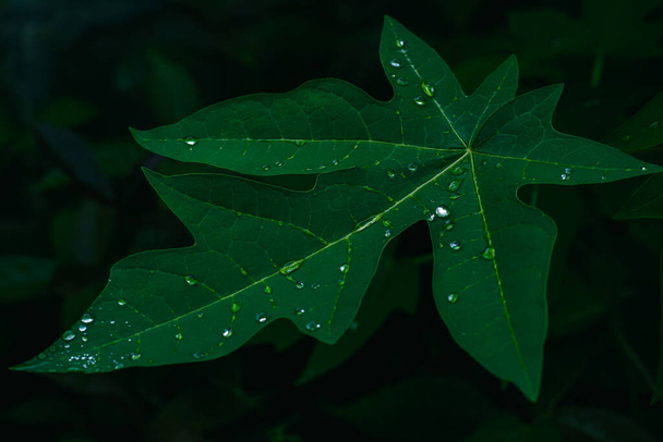Fresh Papaya green leaf  on natural dark background. Low key light style. - Fotó, kép