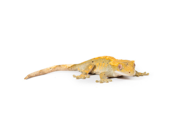 Λοφιοφόρη gecko - Φωτογραφία, εικόνα