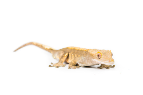 chocholatý gecko - Fotografie, Obrázek