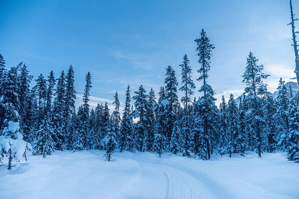 Ski track in winter forest in Banff National Park, Alberta, Canada - Fotografie, Obrázek
