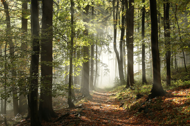 sonbahar orman - Fotoğraf, Görsel