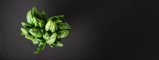 Bunch of spinach. Dark background. Banner. Place for text. - Photo, image