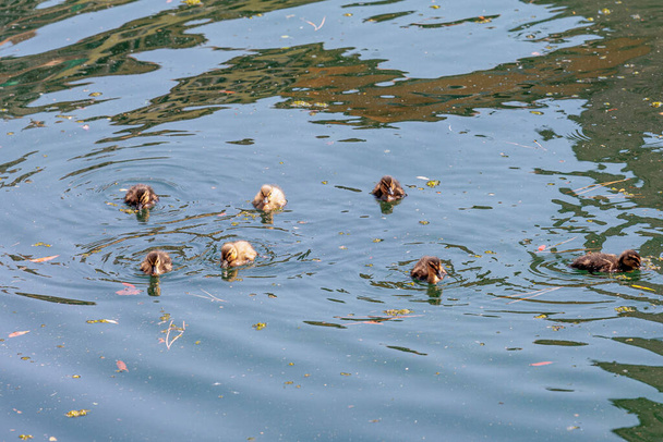 Утка-кряква с цыплятами в грязной воде на озере Гарда в Италии - Фото, изображение