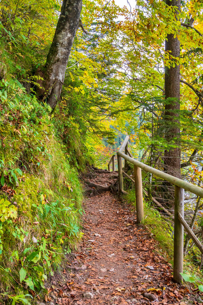 footpath through forest at autumn - Photo, image