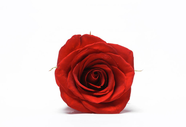 Red rose bud isolado no fundo branco
 - Foto, Imagem