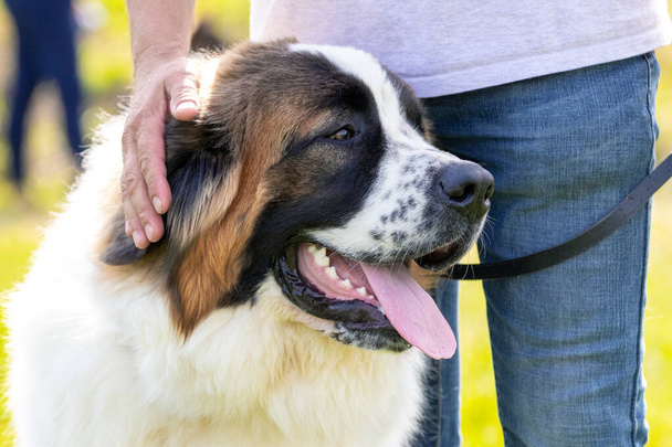 Gran perro de raza perro guardián de Moscú cerca del propietario en el parque en un paseo - Foto, Imagen