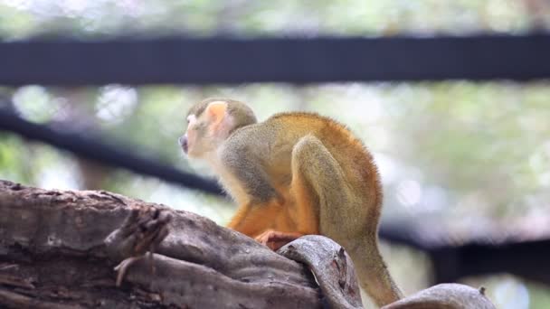 Sincap maymun ağaç dalı, Hd klip - Video, Çekim
