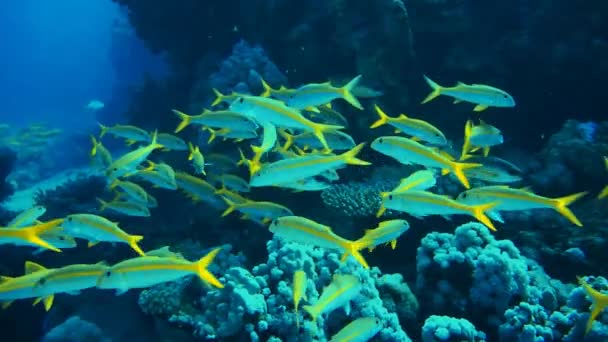 sárgaúszójú goatfish - Felvétel, videó