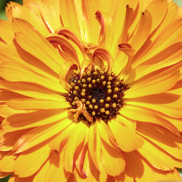 Calendula officinalis, Pot Marigold, Ruddles, Common marigold, English marigold - Photo, Image