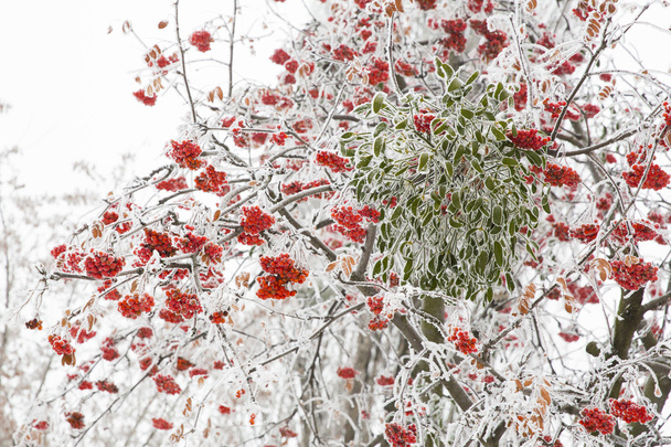 talvikilpikonna
 - Valokuva, kuva