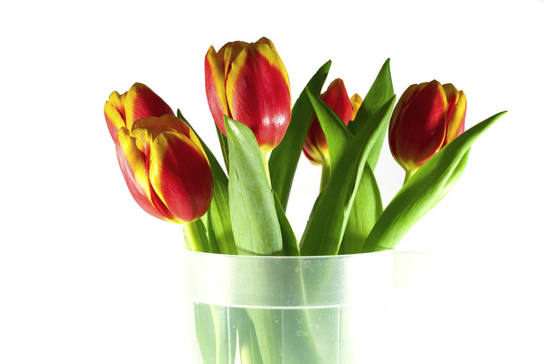 Tulips isolated on white - Фото, изображение