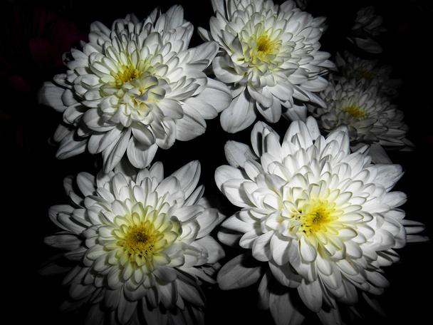 Five white flowers, black background - Photo, Image
