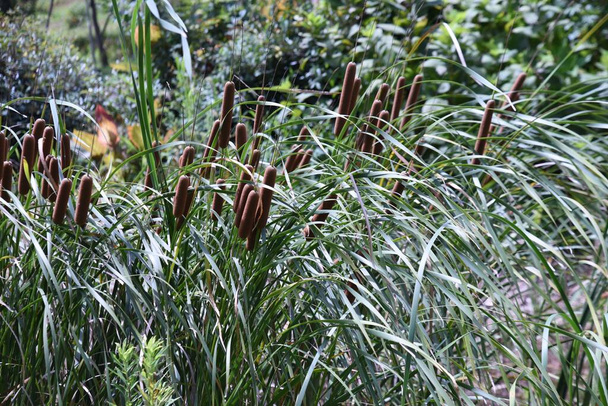 Cattail ( Typha latifolia ) ears. Typhaceae perennial Emergent plant. - Photo, Image