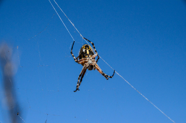 Örümcek ve Ağ - Fotoğraf, Görsel