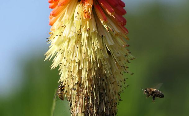 Red Hot Poker Kniphofia in full bloom in a garden - Photo, Image