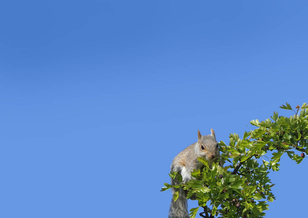 Grey squirrel searching for its food  - Photo, Image