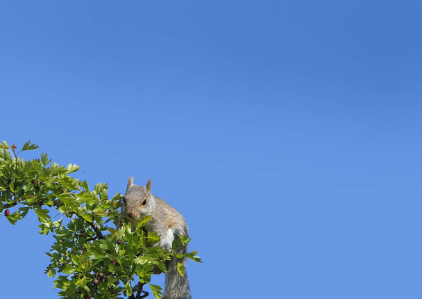 Harmaa orava etsii ruokaa  - Valokuva, kuva