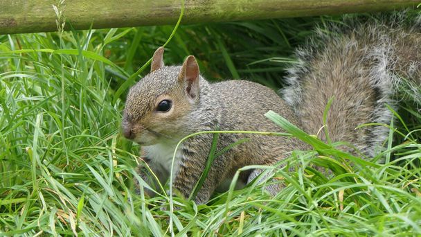 Harmaa orava etsii ruokaa  - Valokuva, kuva