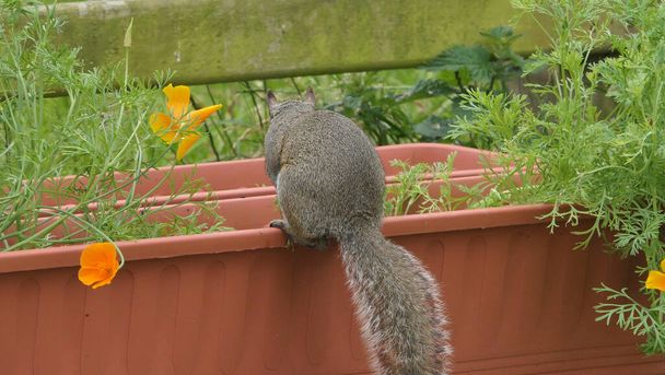 Szürke mókus keresi az élelmet.  - Fotó, kép