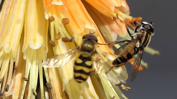 Hoverfly on a Red Hot Poker Kniphofia in full bloom in a garden - Photo, Image