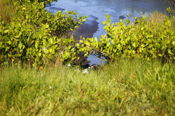 Black Point Wildlife Drive, Merfeld Island National Wildlife Refuge, Флорида - Фото, изображение