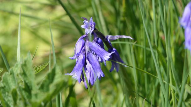 Bluebells Hyacinthoides growing in woodland in UK - Fotografie, Obrázek