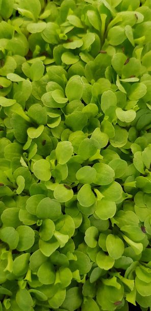 Stellaria media or Common chickweed or little mouse ear chickweed is an annual flowering plants in the carnation family Caryophllaceae.It is grown as a vegetable crop and ground cover for both human and poultry - Photo, Image