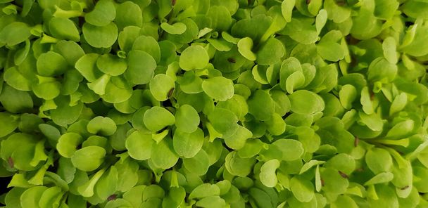 Stellaria media or Common chickweed or little mouse ear chickweed is an annual flowering plants in the carnation family Caryophllaceae.It is grown as a vegetable crop and ground cover for both human and poultry - Photo, Image