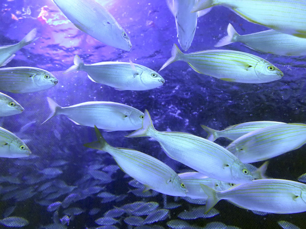 красивые коралловые рыбы в голубой воде
 - Фото, изображение