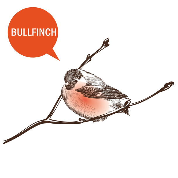 Bullfinch - Vektor, obrázek